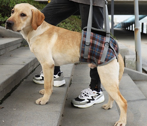 Reha-Tragegurt für Hinterbeine – Unterstützung für ältere Hunde