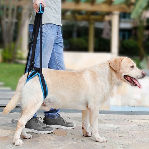 Hinterbein-Geschirr für Hunde – Atmungsaktiv & Bequem