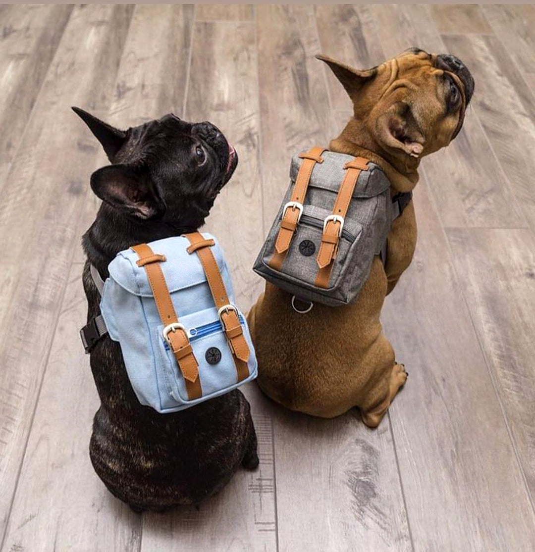 "Due cani con zainetto pronti per un'avventura – accessori da viaggio per animali domestici simpatici e ben equipaggiati"