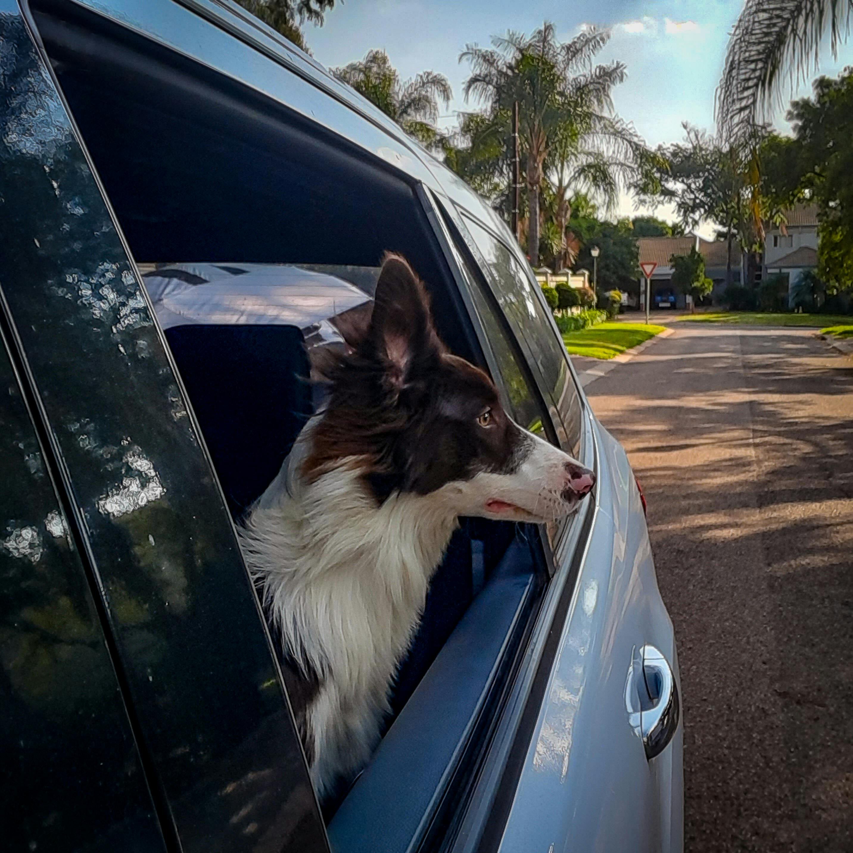 hund im auto mit sicherheitsgurt, reisezubehör shop für haustiere